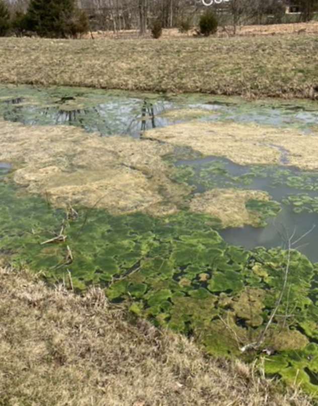Photo of Algae bloom